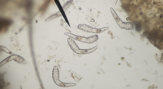 demodex